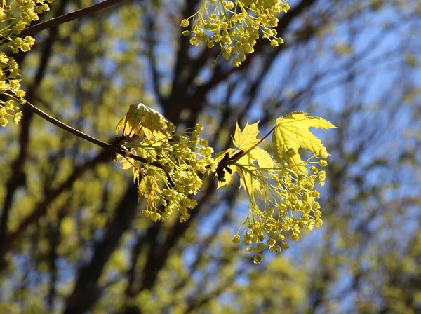 Esdoorn Acer Platanoides Bloeit Het Voorjaar Natur — Stockfoto