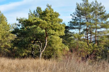 Vahşi doğada, ormanda çam ağaçları yetişir.