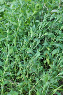 Poligonum aviculare otları vahşi doğada yetişir.