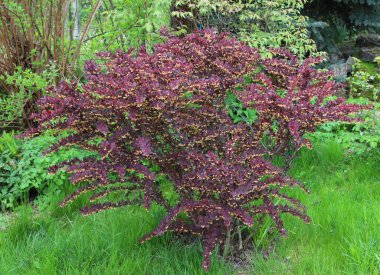 Thunberg's barberry (Berberis thunbergii) grows in the garden in sprin