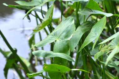 Vahşi su bitkisi Sagittaria sagittifolia yavaş akan suda yetişir.