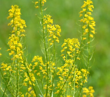 Yabani şalgam (Barbarea vulgaris) otlar arasında doğada çiçek açar.