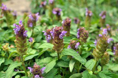 Prunella vulgaris grows wild among grasses in summer