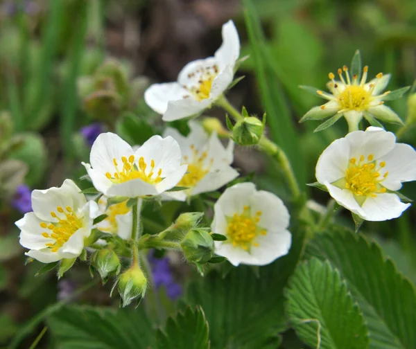 Spring Wild Strawberries Bloom Nature — Stock Photo, Image