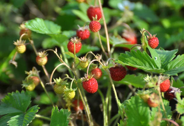 In summer, wild strawberries ripen in the wild