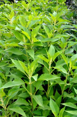 Kudüs enginarı (Helianthus tüberosus) bahçede açık alanda yetişir.