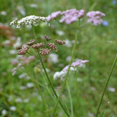 Torilis japonica yabani otların arasında yetişir.