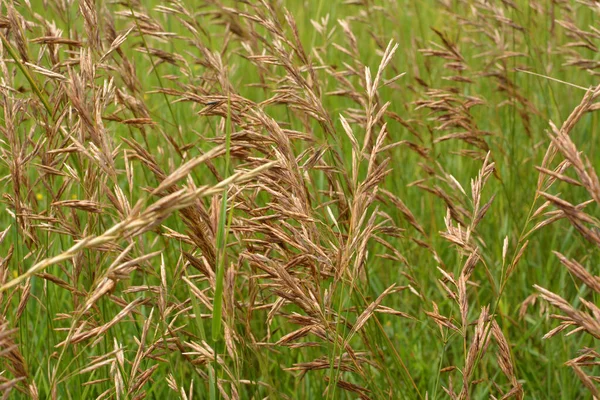 Bromus Trawy Zbóż Rośnie Wolności — Zdjęcie stockowe