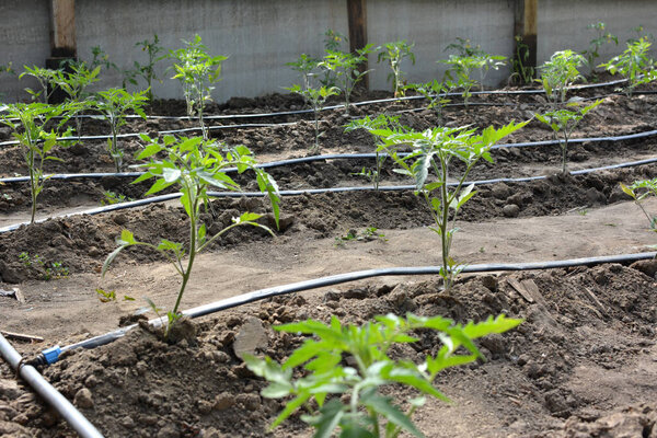 Greenhouse with drip irrigation when growing tomatoes in organic soil.