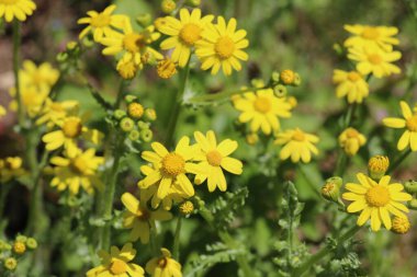 Senecio Vernalis baharda doğada yetişir.