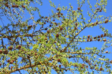 Avrupa 'nın genç bahar dalları (Larix desidua)