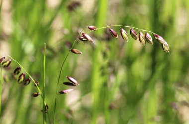 Vahşi bitki melica fındıkları baharda ormanda yetişir.