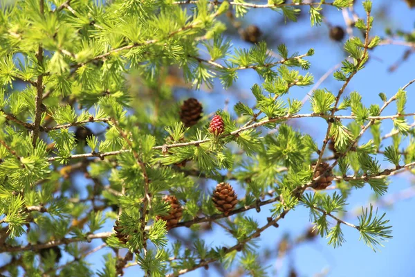 ヨーロッパのカラマツの若い春の枝 Larix Decua — ストック写真