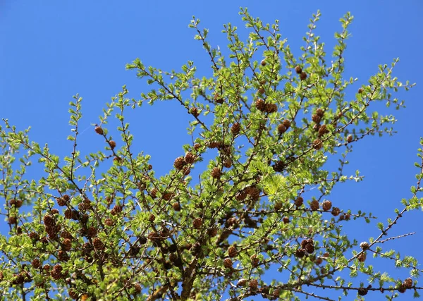 Mladé Jarní Větve Modřínu Modřínového Larix Decidua — Stock fotografie