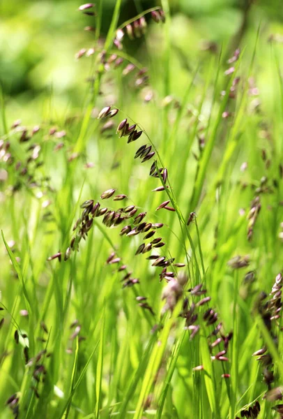 Die Wildpflanze Melica Nutans Wächst Frühling Wald — Stockfoto