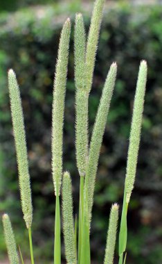 Çayırda değerli ot Timothy (Phleum pratense) yetişir.