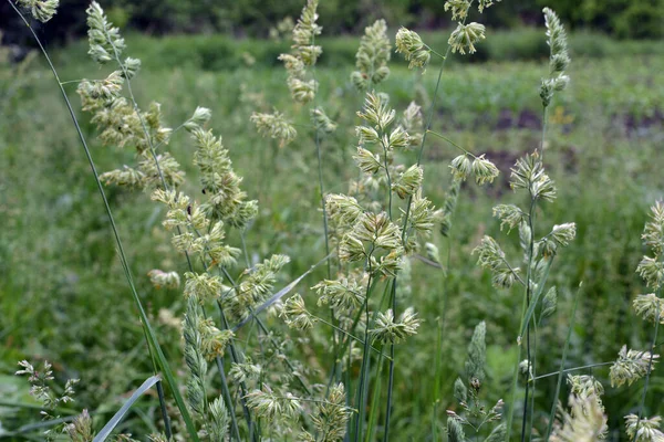 Dactylis glomerata doğada yetişir.