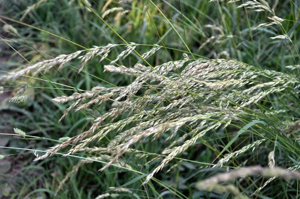 Meadow Wild Grasses Grows Ryegrass Arrhenatherum Elatius — Stock Photo, Image