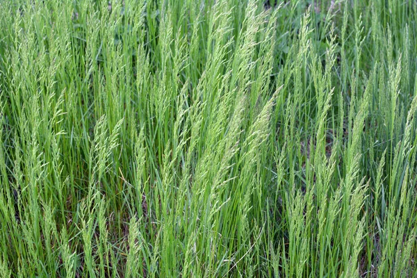 Het Weiland Tussen Wilde Grassen Groeit Ryegrass Arrhenatherum Elatius — Stockfoto
