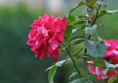 Yazın bahçede güller açar..