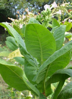 Bir tarladaki çiftlikte tütün yetişiyor.