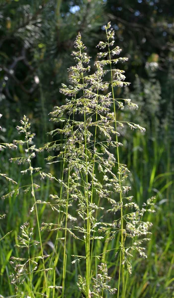 Meadow Wild Grasses Pasture Grows Poa — Stock Photo, Image