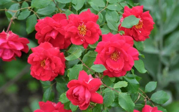 Róże Kwitną Ogrodzie Latem — Zdjęcie stockowe