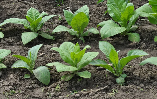 Табак Растет Плантации Фермерском Поле — стоковое фото