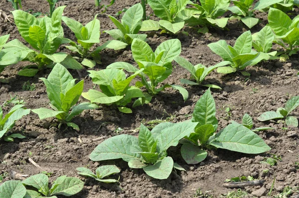 Tabaco Que Cresce Numa Plantação Num Campo Agrícola — Fotografia de Stock