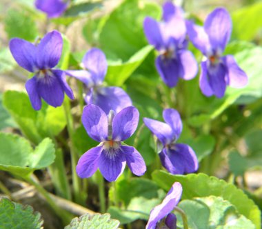 Baharda vahşi ormanda menekşe (Viola odorata) yetişir.