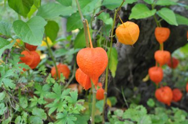 In summer, physalis from the nightshade family grows in the garden