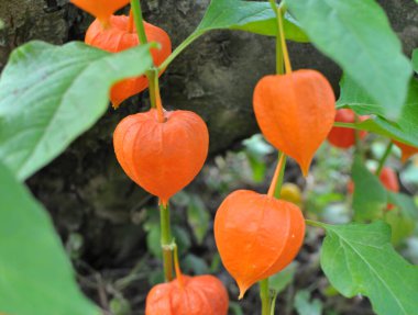 In summer, physalis from the nightshade family grows in the garden