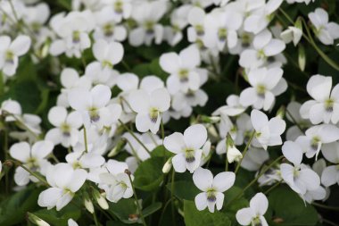 Baharda, çiçek tarhında beyaz menekşeler açar.