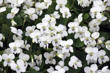 Baharda, çiçek tarhında beyaz menekşeler açar.