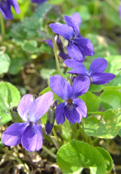 Весной Диком Лесу Растет Фиолетовый Viola Odorata — стоковое фото