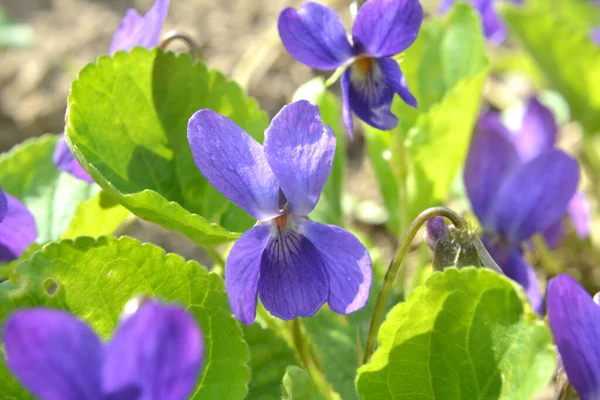 Primavera Floresta Selvagem Violeta Viola Odorata Cresce — Fotografia de Stock