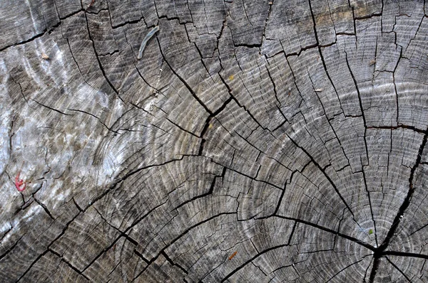 stock image Background with the texture of old wood with cracks on the surface