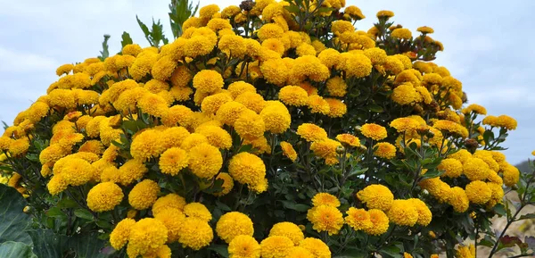 Chryzantemy Kwiaty Kwitną Jesiennym Ogrodzie — Zdjęcie stockowe
