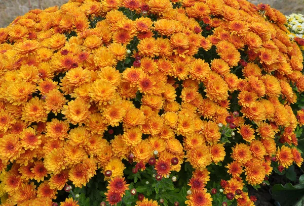 Florile Crizanteme Înfloresc Grădina Toamnă — Fotografie, imagine de stoc