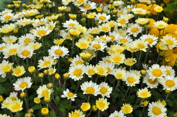 Fiori Crisantemo Fioriscono Nel Giardino Autunnale — Foto Stock