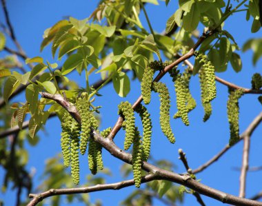 Ceviz ağacının dalında açan bahar çiçekleri.
