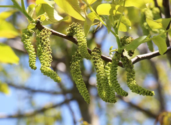 Ceviz ağacının dalında açan bahar çiçekleri.