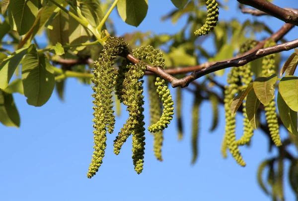Ceviz ağacının dalında açan bahar çiçekleri.