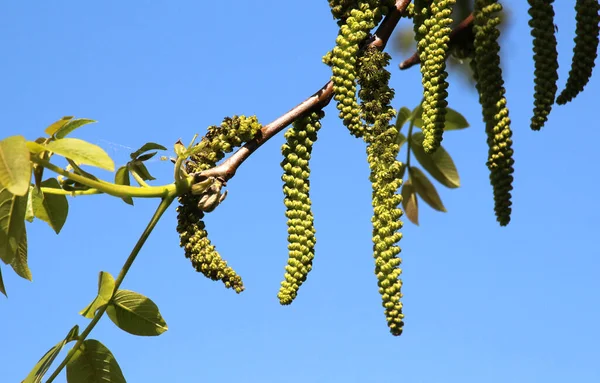 Ceviz ağacının dalında açan bahar çiçekleri.