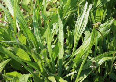 In the wild grows plantago lanceolata, plantago lanceolata clipart