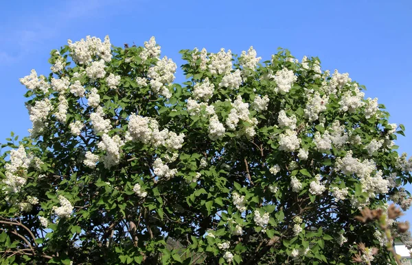 May Lilac Blooms Garde — Stock Photo, Image
