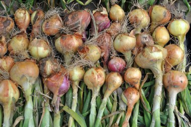 The harvested from the field crop onion is on ripening and drying
