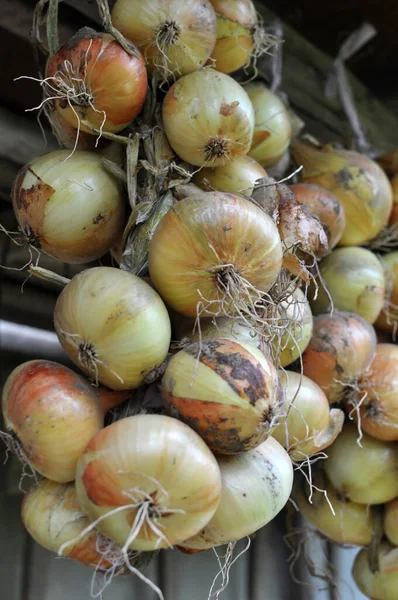 Harvested Field Crop Onion Ripening Drying — Photo