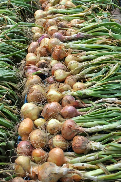 Harvested Field Crop Onion Ripening Drying — Fotografia de Stock