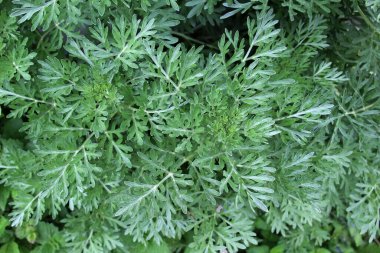 Acı pelin otu (Artemisia absinthium) vahşi doğada yetişir.